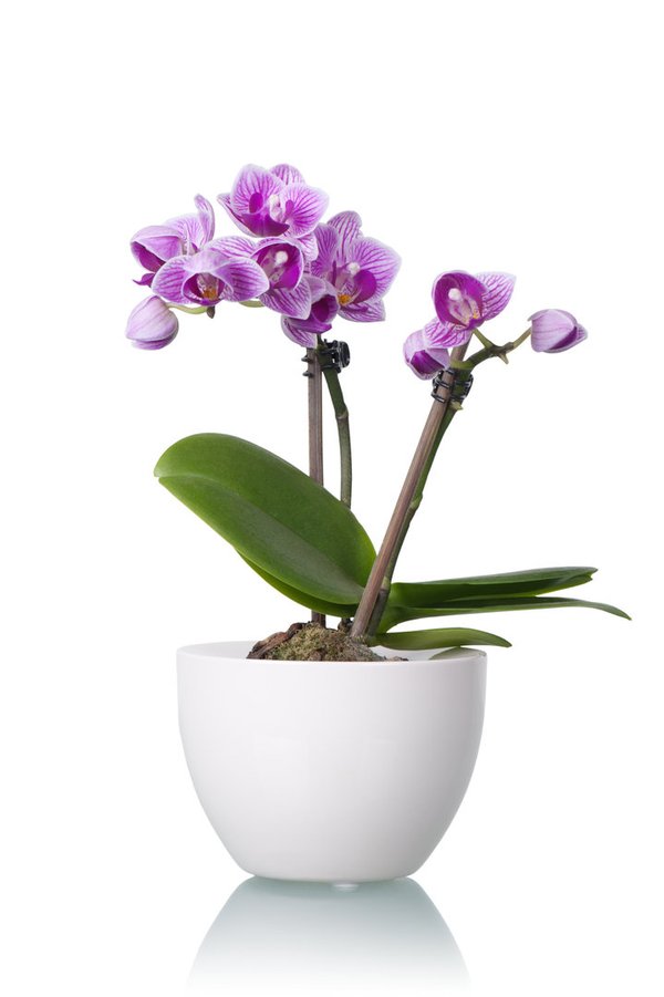 Kleine Orchidee Lila